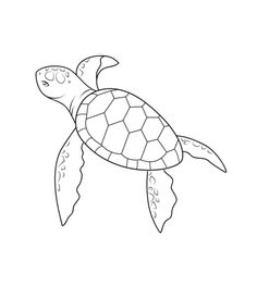 236x262 learn how to draw a sea turtle using these easy instructions - Cartoon Sea Turtle Drawing