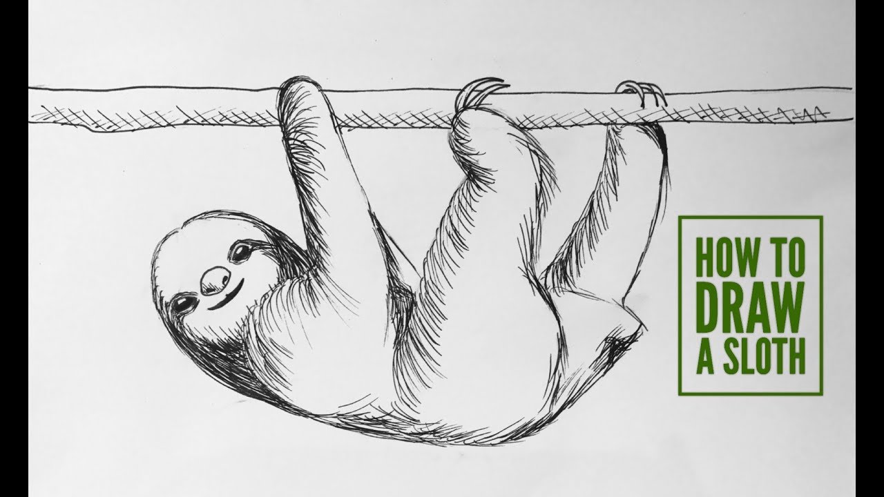 1280x720 How To Draw A Sloth - Cartoon Sloth Drawing