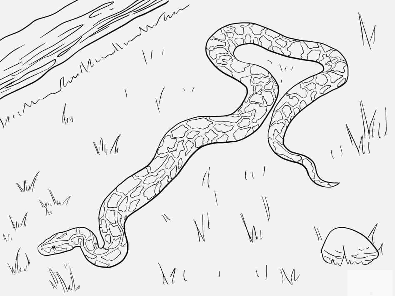 1264x948 Getdrawings Free For Rhdrawingforkidscom Draw Snake Drawing - Cartoon Snake Drawing