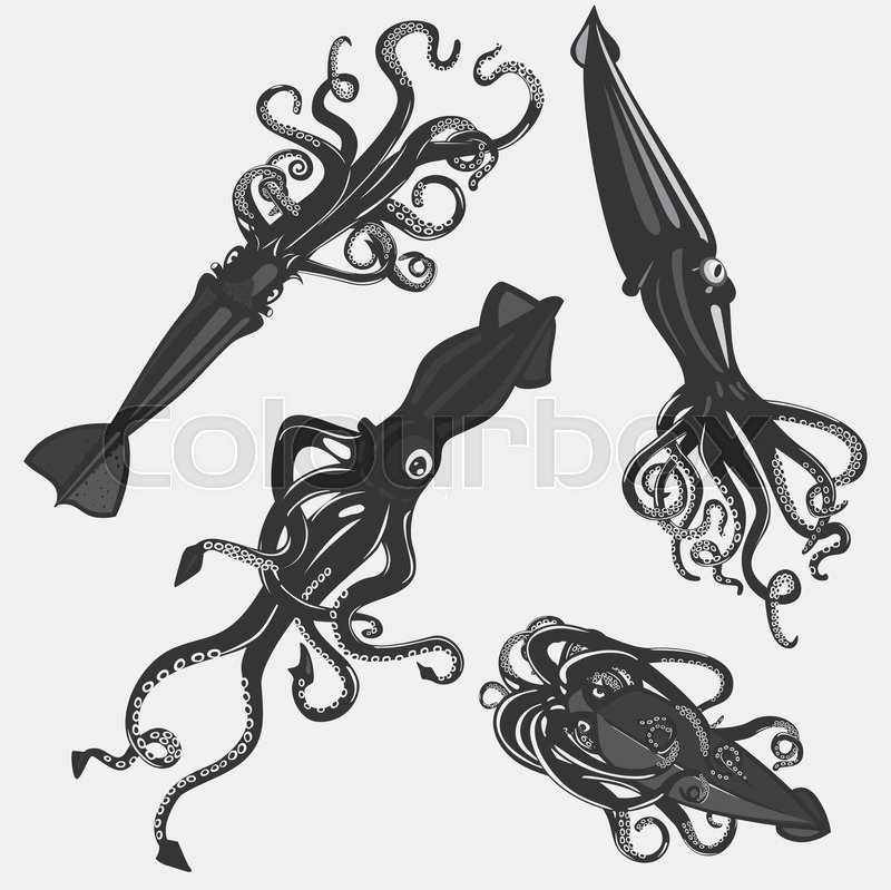 800x799 Huge Collection Of 'cartoon Squid Drawing' Download More Than - Cartoon Squid Drawing