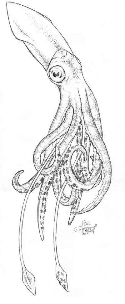 400x971 Squid - Cartoon Squid Drawing