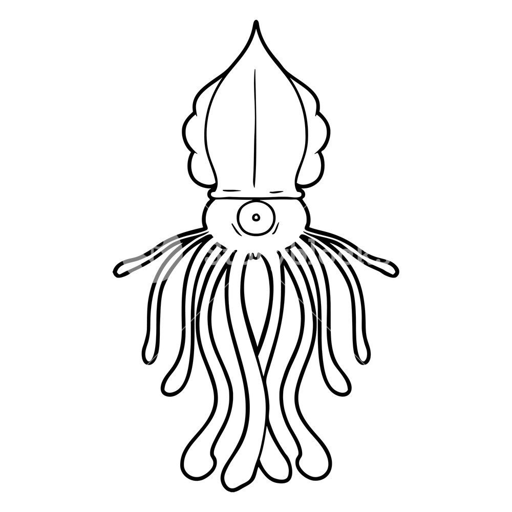 1000x1000 Cartoon Squid Royalty Free Stock Image - Cartoon Squid Drawing