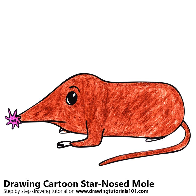 800x800 Learn How To Draw A Cartoon Star Nosed Mole - Cartoon Star Drawing