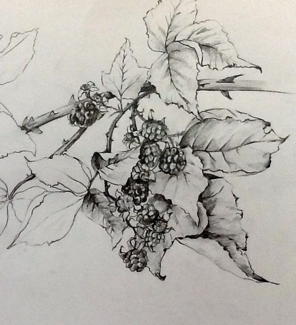 588x645 Pencil Drawing, Brambles Pencil On Cartridge Paper Pen Sketch - Cartridge Drawing