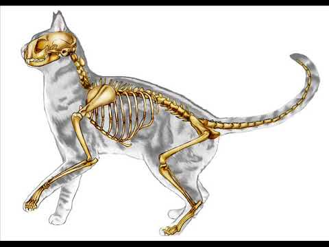 480x360 Drawing Exercise Cat Anatomy - Cat Anatomy Drawing
