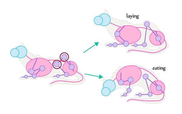 600x377 How To Draw Animals Cats And Their Anatomy - Cat Anatomy Drawing