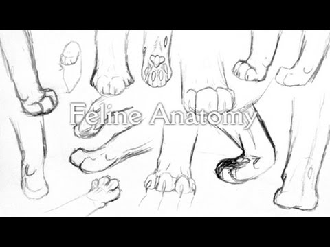 480x360 The Basics Of Cat Anatomy - Cat Anatomy Drawing