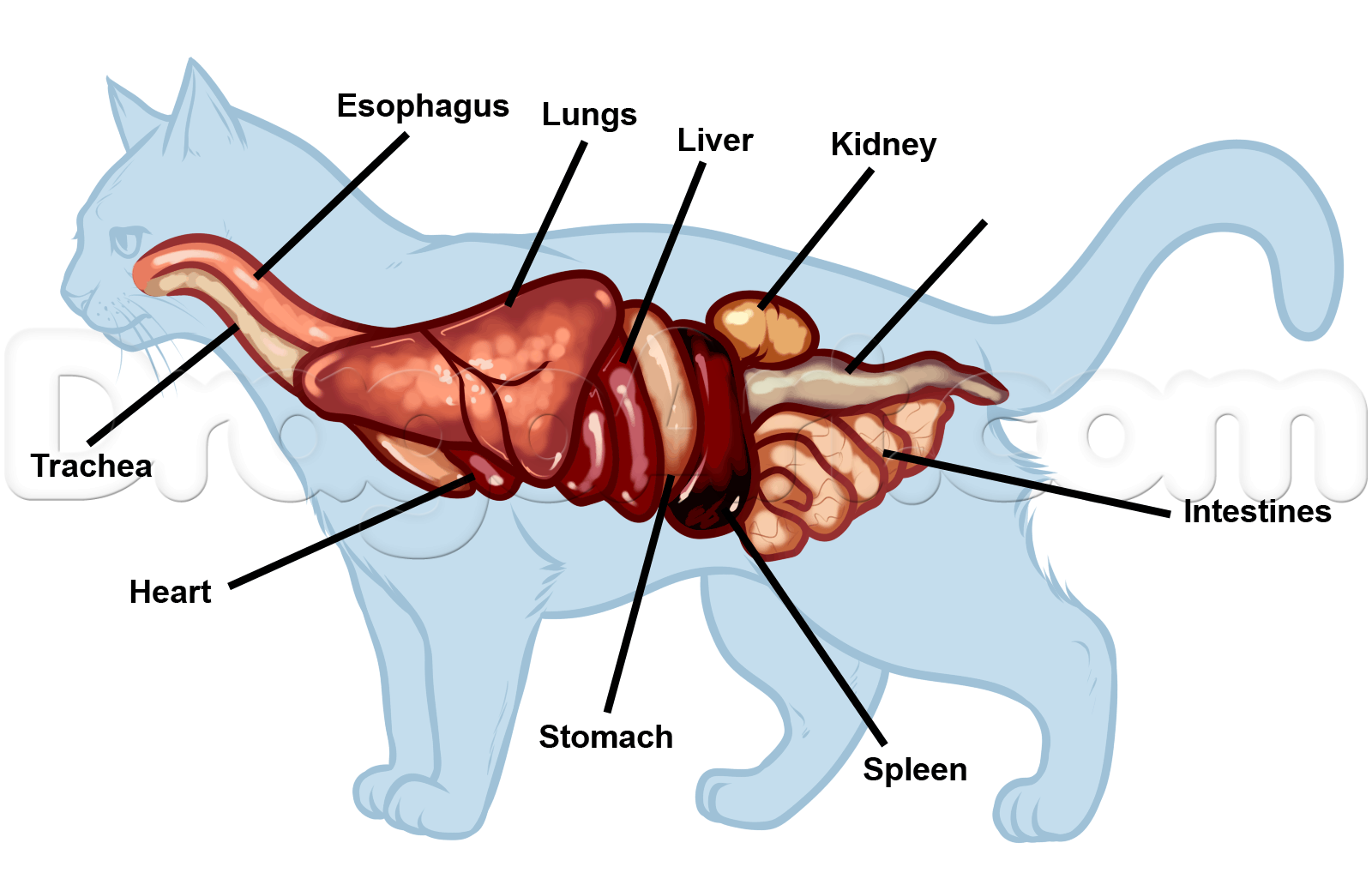 Печень симптомы котам. Внутренние органы кошки. Строение органов кошки. Расположение органов у кошки. Строение кота внутренние органы.