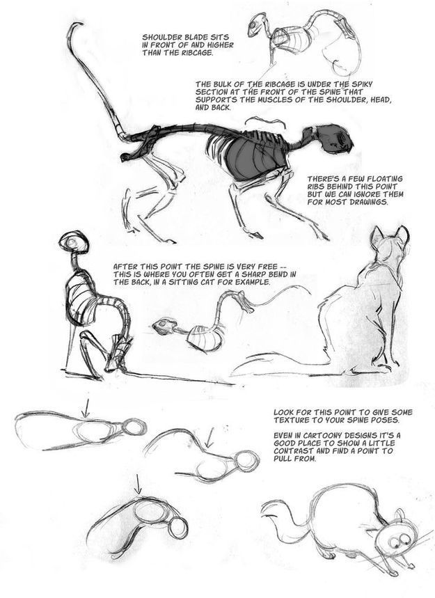 Cat Anatomy Drawing At Paintingvalley Com Explore Collection Of Cat Anatomy Drawing