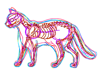 342x250 Cat Anatomy And Tutorials On Catlovers United - Cat Anatomy Drawing