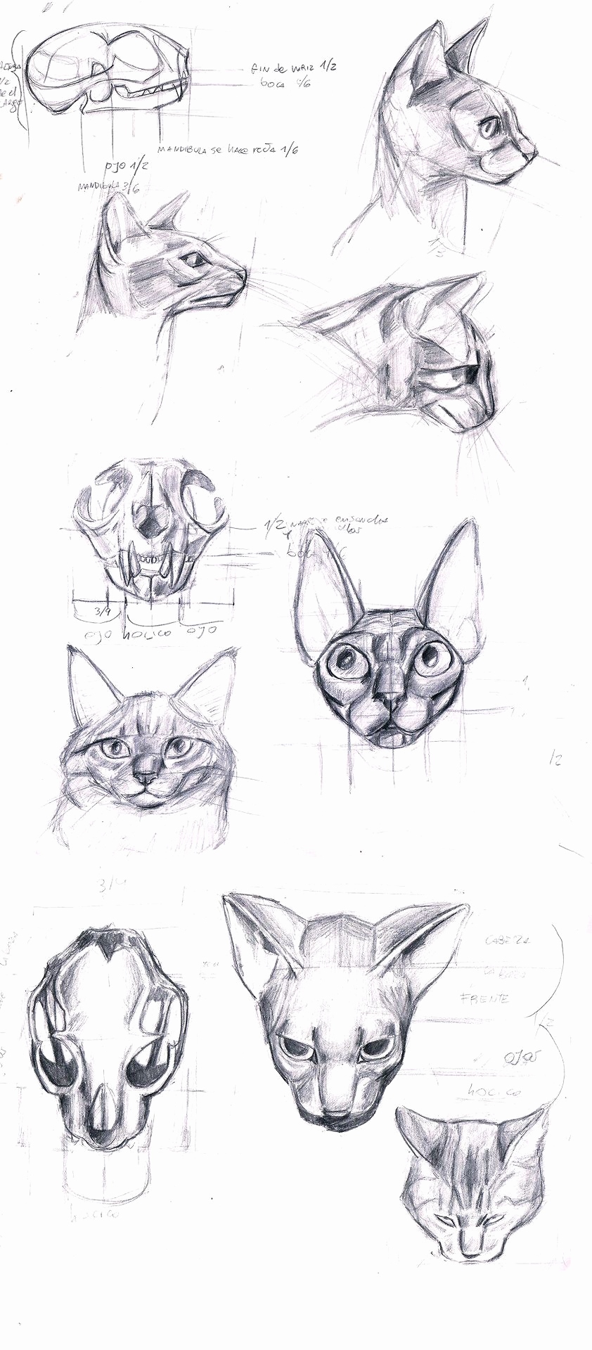 842x1920 cat anatomy best cat anatomy drawing step - Cat Anatomy For Drawing