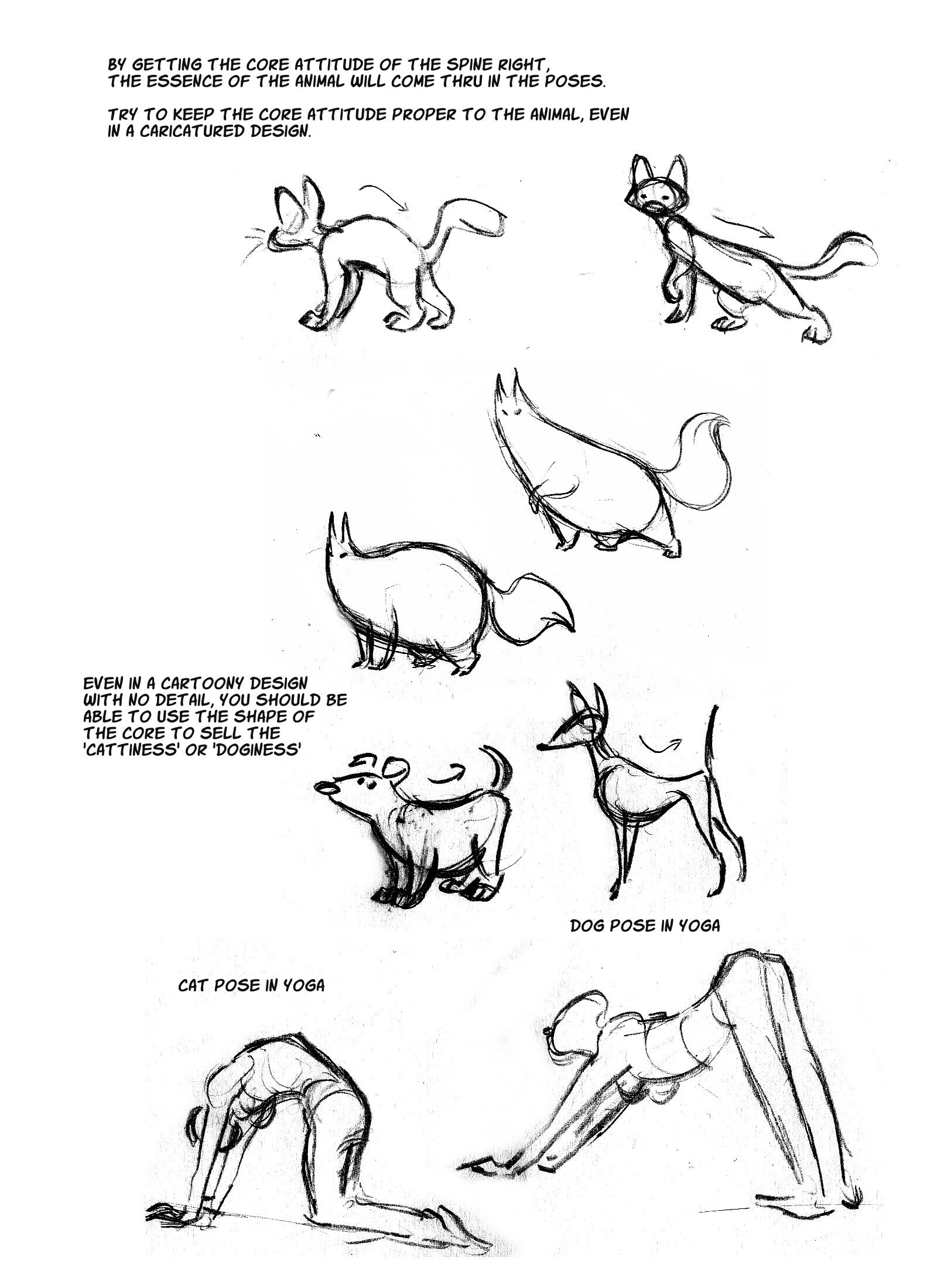 1600x2200 Cat Anatomy The Spine Please - Cat Anatomy For Drawing
