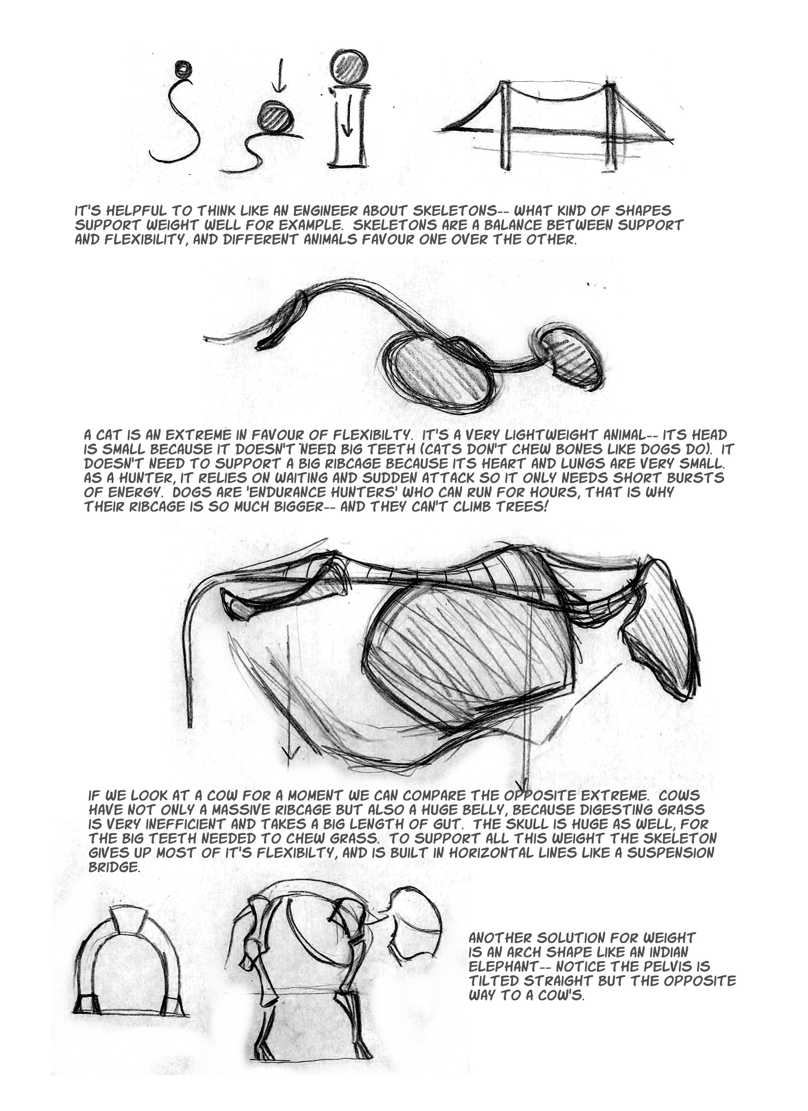 1600x2200 Cat Anatomy The Spine - Cat Anatomy For Drawing