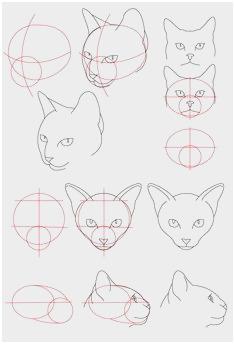 235x344 Cat Anatomy Tutorial Best Of Images About Art Drawing Animals - Cat Anatomy For Drawing