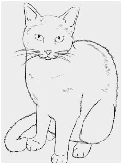 238x320 Cat Anatomy Tutorial Marvelous Best Ideas About Cat Drawing - Cat Anatomy For Drawing
