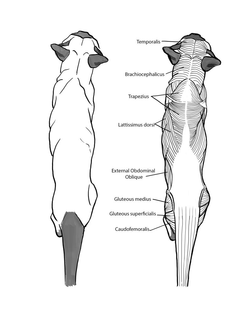 800x1000 Chalk Full Of Dreams - Cat Anatomy For Drawing