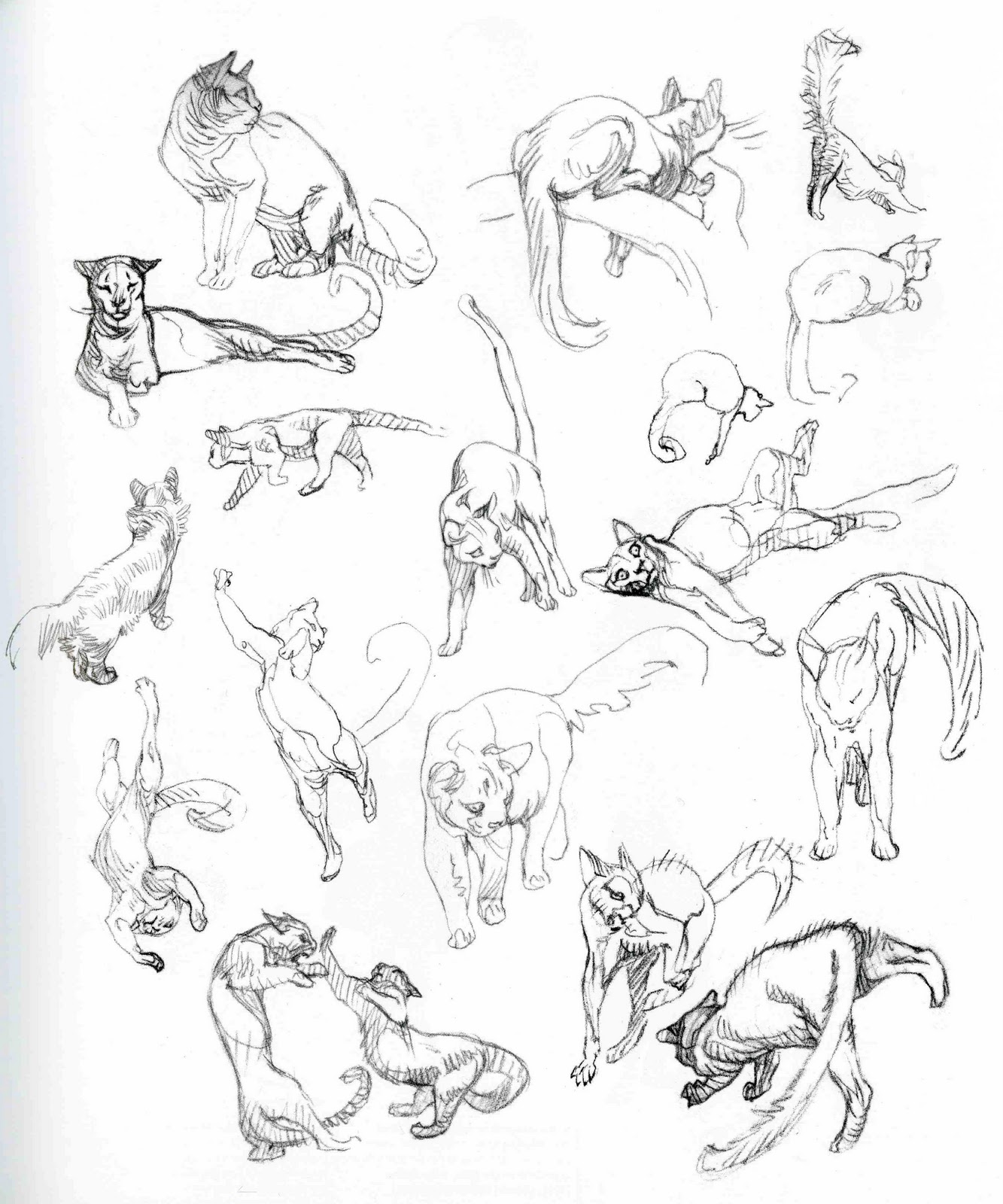 1333x1600 Character And Creature Design Notes Claire Wendling's Cats - Cat Anatomy For Drawing