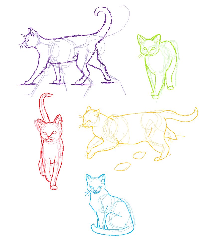 819x976 Drawn Anatomy Cat - Cat Anatomy For Drawing