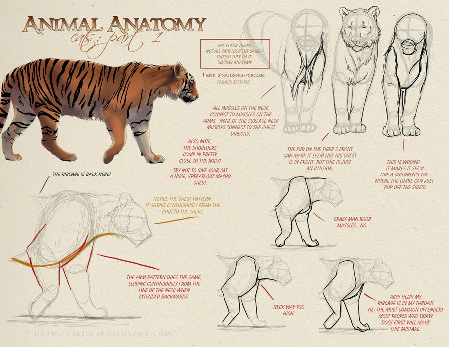 900x696 Feline Anatomy Study Tiger - Cat Anatomy For Drawing