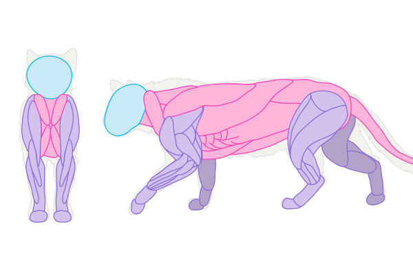 600x377 How To Draw Animals Cats And Their Anatomy - Cat Anatomy For Drawing