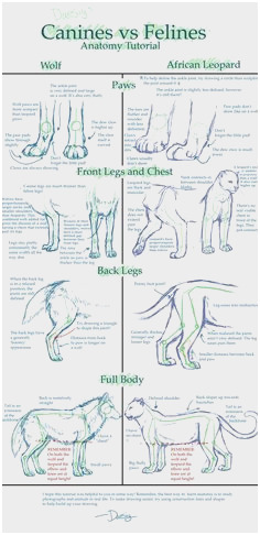 236x486 Wolf Anatomy Tutorial Pleasant Cat Dog Drawing Art Wolf Cats Draw - Cat Anatomy For Drawing