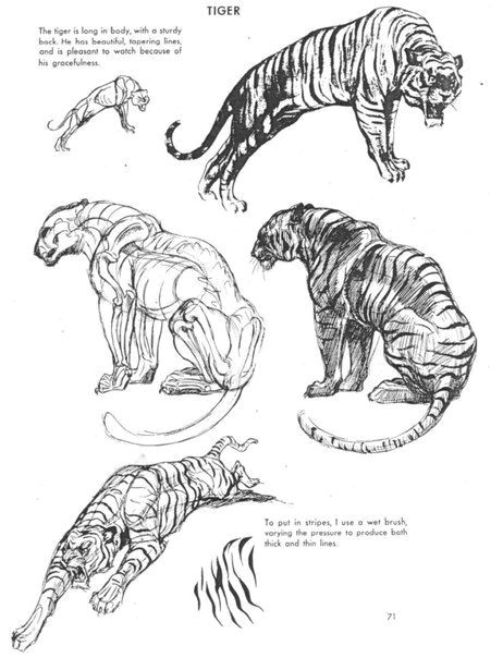 Cat Anatomy For Drawing at PaintingValley.com | Explore collection of ...