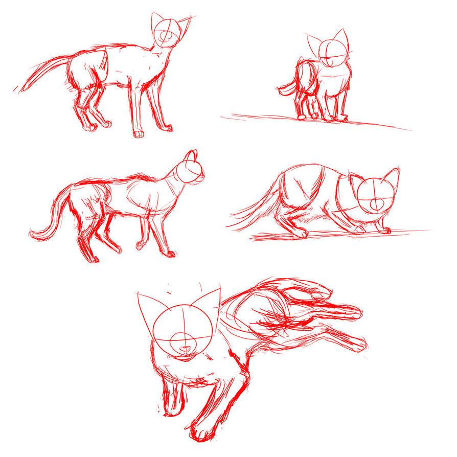 Cat Anatomy For Drawing At Explore Collection Of Cat Anatomy For Drawing