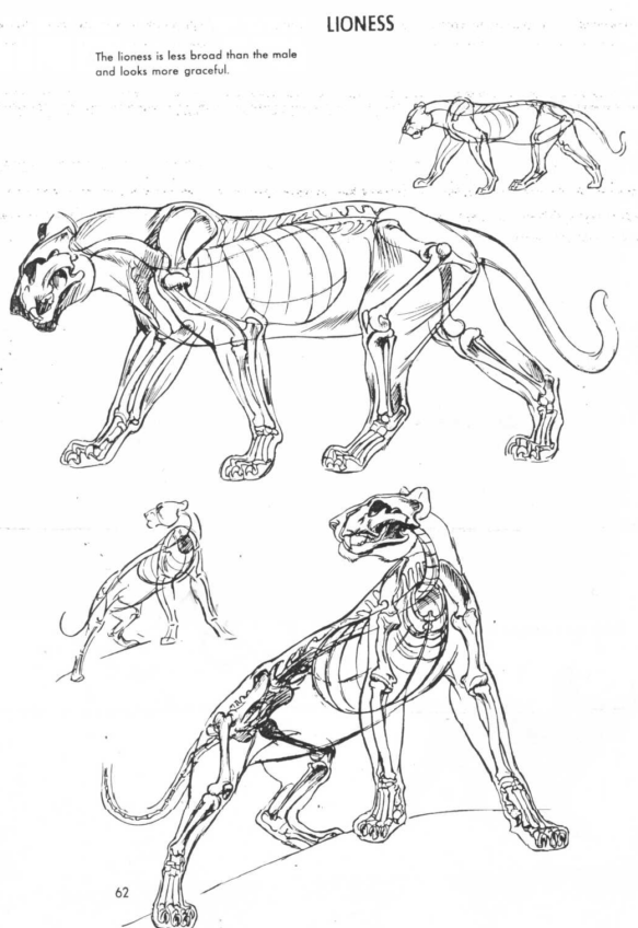583x848 Drawing Illustration Art Reference Art Tutorial Character Design - Cat Anatomy For Drawing