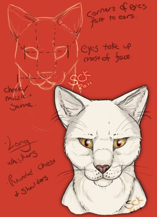 508x701 Drawing A Cat Face Or More Like Cat Sketches Anatomy - Cat Anatomy For Drawing