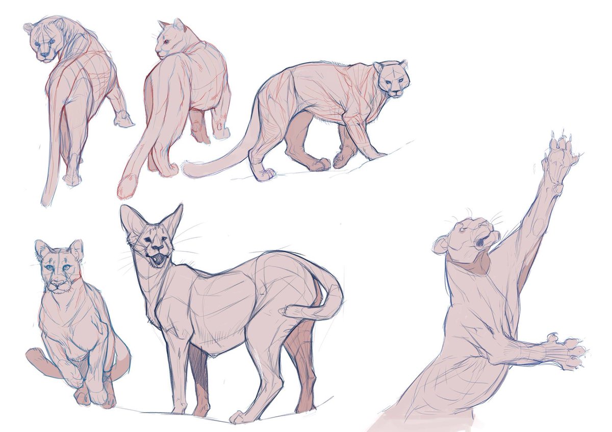 Big Cat Drawing Reference Drawing Easy