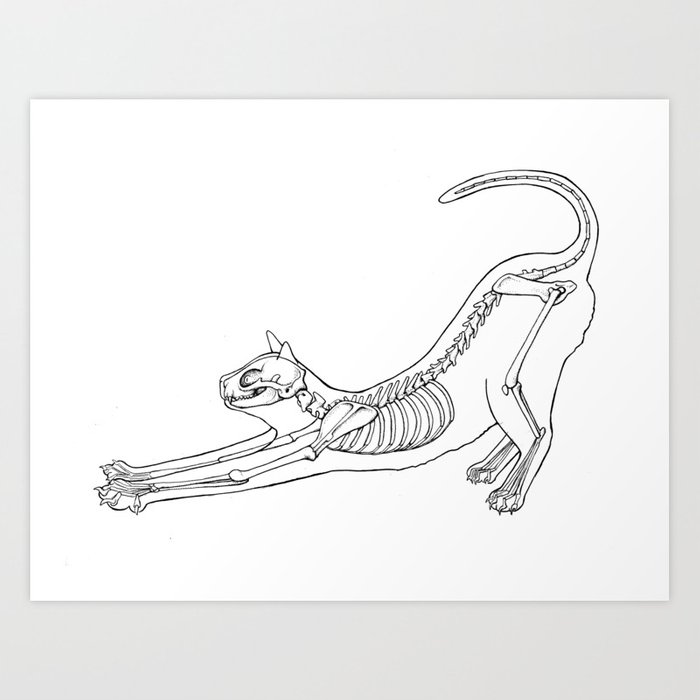 700x700 Cat Anatomy Art Print - Cat Anatomy For Drawing
