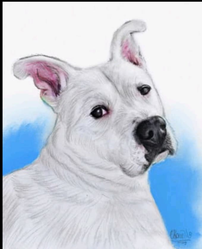 680x840 Draw Realistic Artwork Of Your Cat, Dogs Or Other Pets - Cat And Dog Drawing
