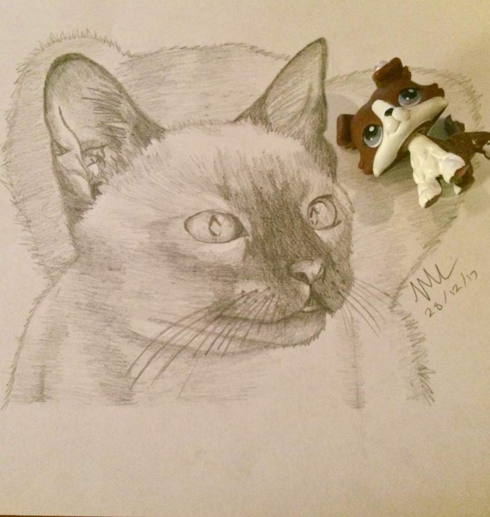 971x1024 Cat And Dog Lps Amino - Cat And Dog Drawing