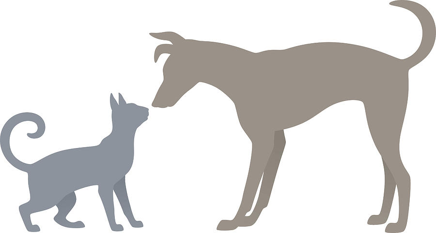 900x480 Cat And Dog Drawing - Cat And Dog Drawing