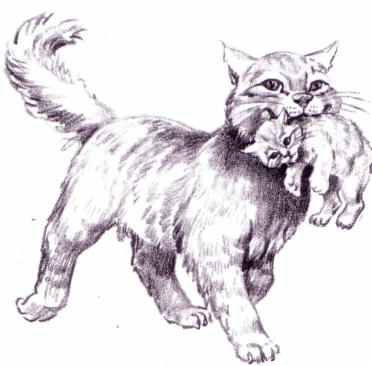 Кошка на дыбах рисунок