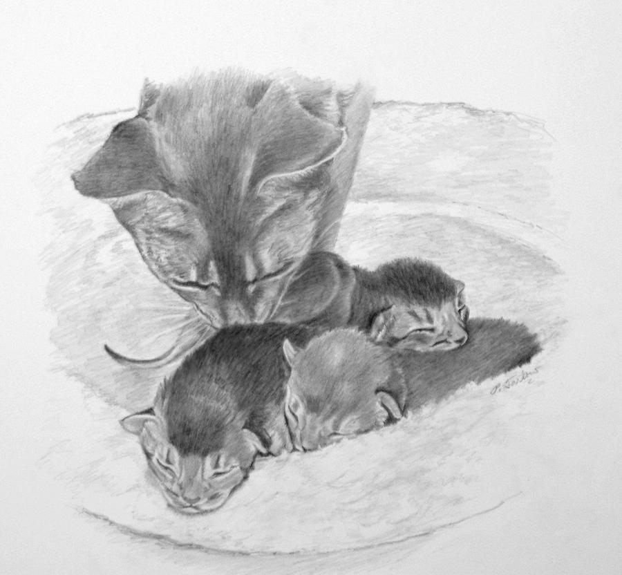 900x832 mother cat washing kittens drawing - Cat And Kitten Drawing