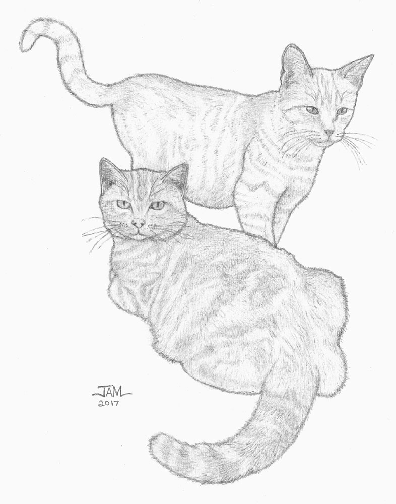 786x1000 pencil drawings sketches of cats kittens - Cat And Kitten Drawing