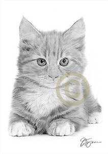 212x300 cat kitten pencil drawing artwork size - Cat And Kitten Drawing