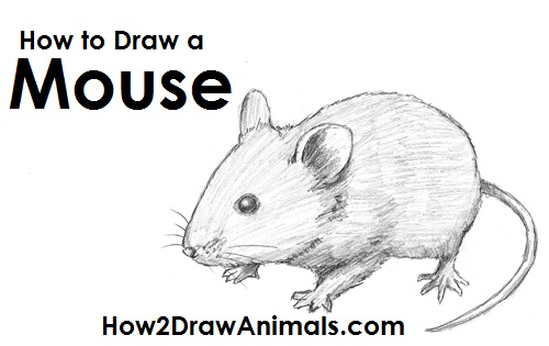 Mouse draw. How to draw a Mouse. Mouse рисован фронт. How to draw Mouse avi. Cartoon Mouse draw my Life перевод.