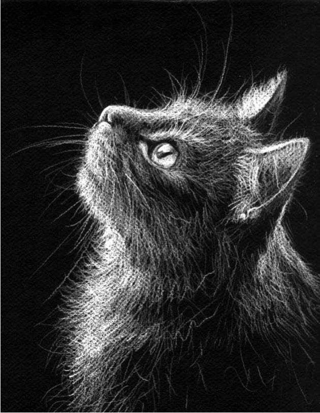630x814 White Pencil On Black Paper Draw - Cat Black And White Drawing