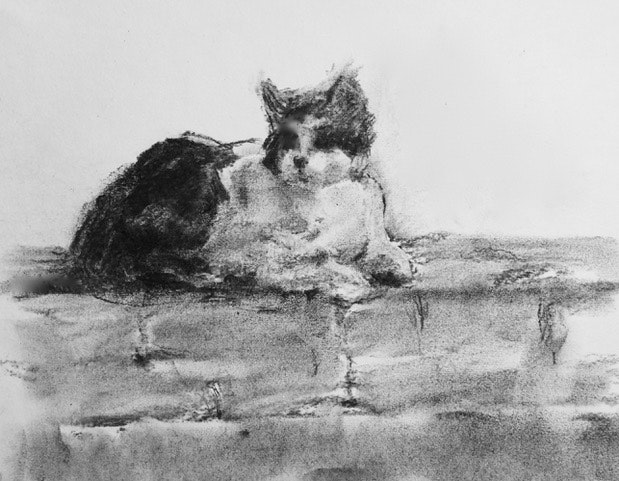 619x481 My Neighbor's Cat - Cat Charcoal Drawing