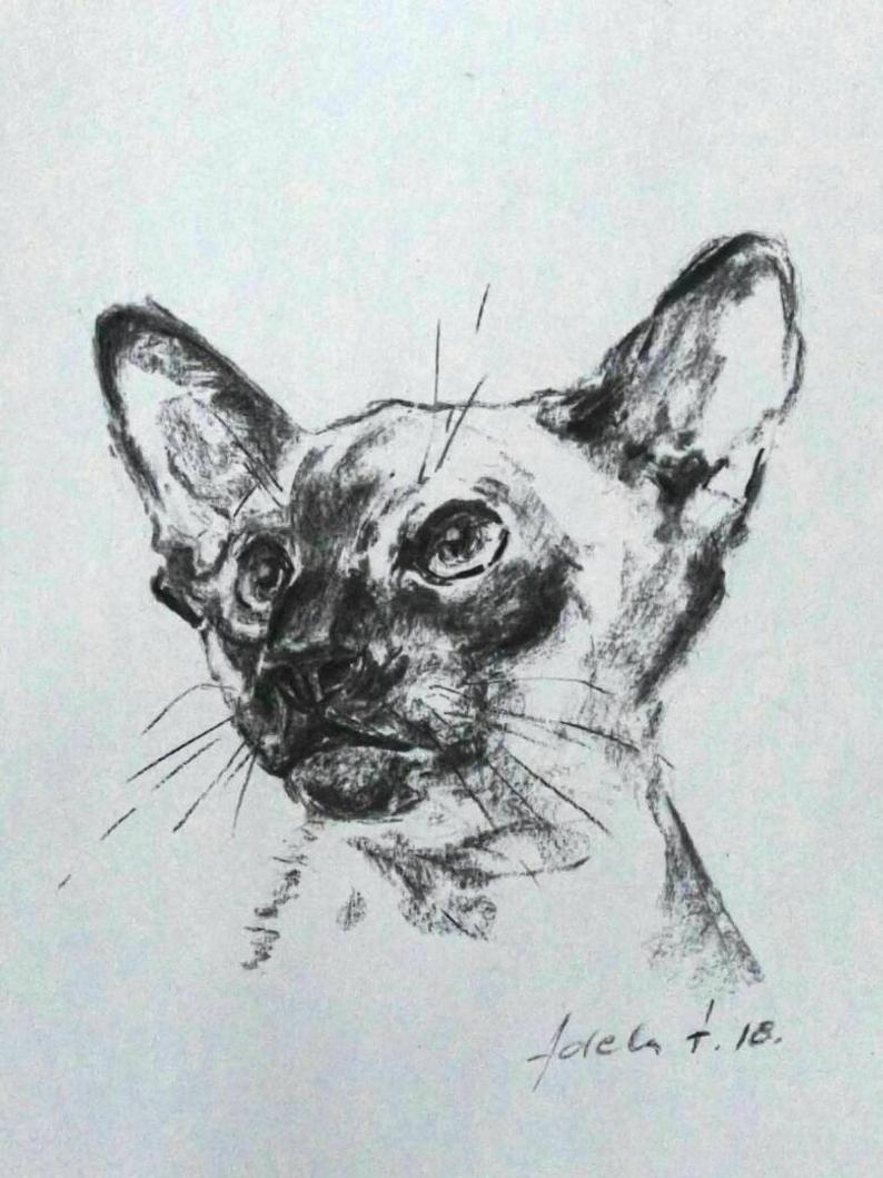 794x1059 Siamese Cat Charcoal Drawing Paper Pet Portrait Art Sketch Etsy - Cat Charcoal Drawing