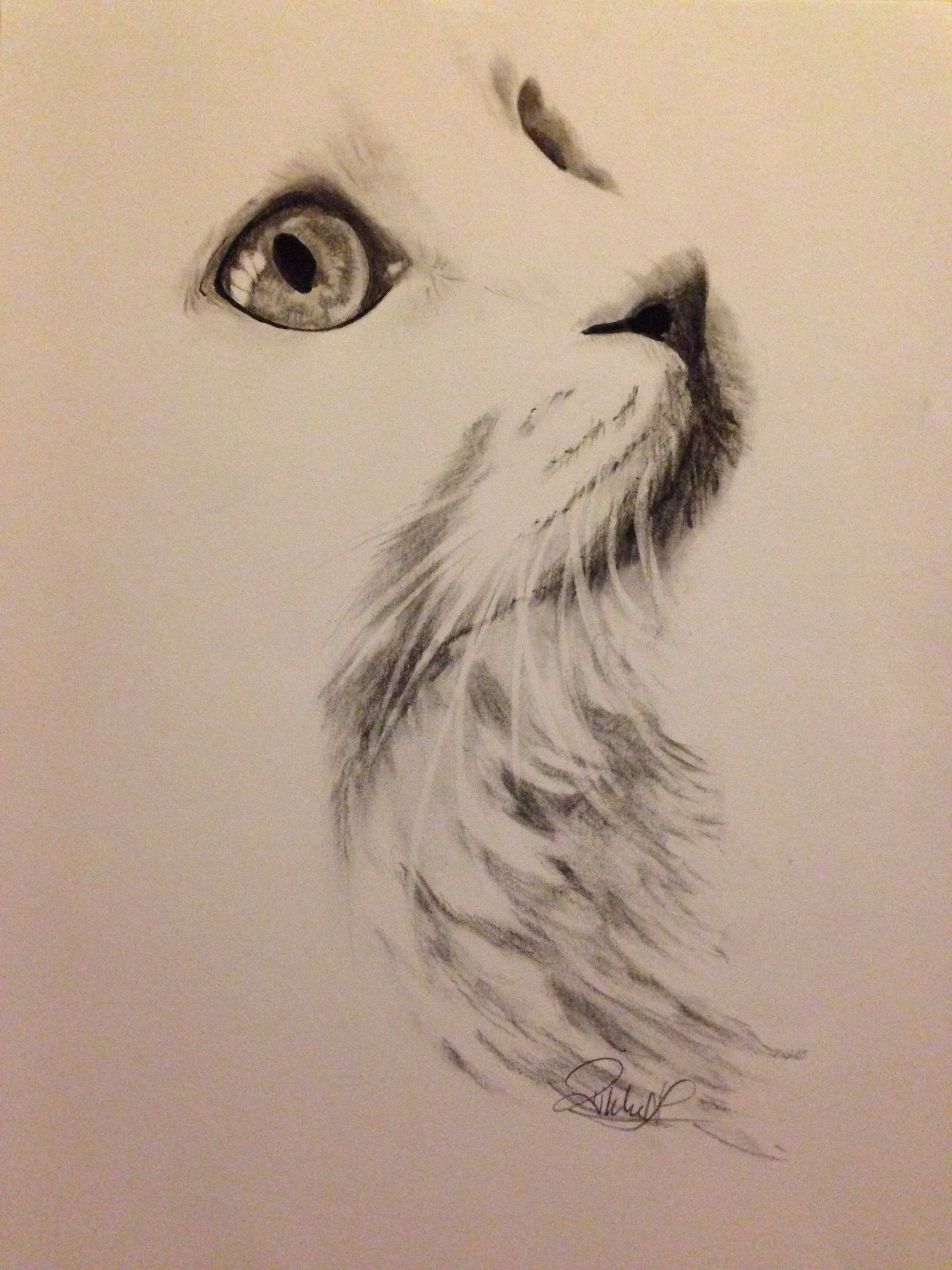 2448x3264 White Cat Charcoal Drawing Was Looking For Tattoos, But I Couldn - Cat Charcoal Drawing