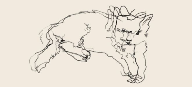 660x300 Cat Contour Drawing - Cat Contour Drawing