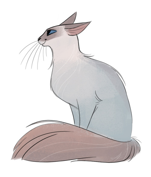 500x586 cat drawing cats sketch balinese cat daily cat drawings - Cat Drawing