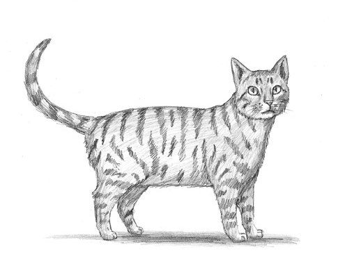 498x383 Cat Drawing Sketch Drawing Skill - Cat Drawing