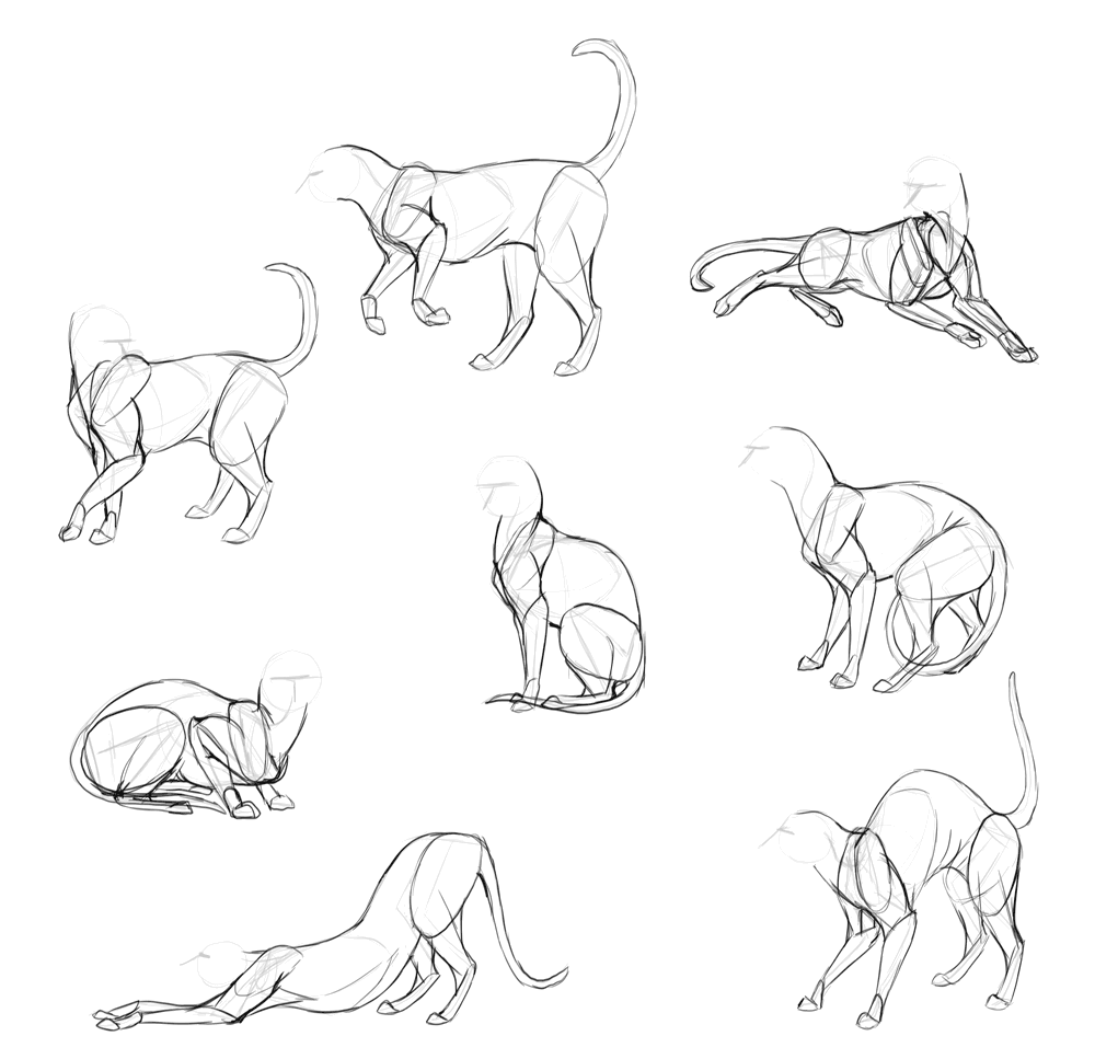 1000x967 How To Draw Cats Step - Cat Drawing A Picture