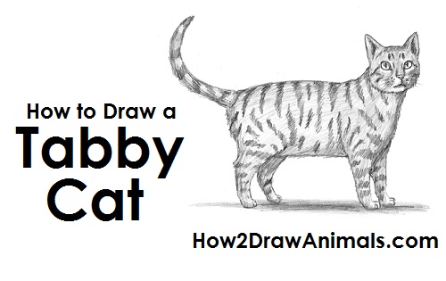 500x315 How To Draw A Cat - Cat Drawing A Picture