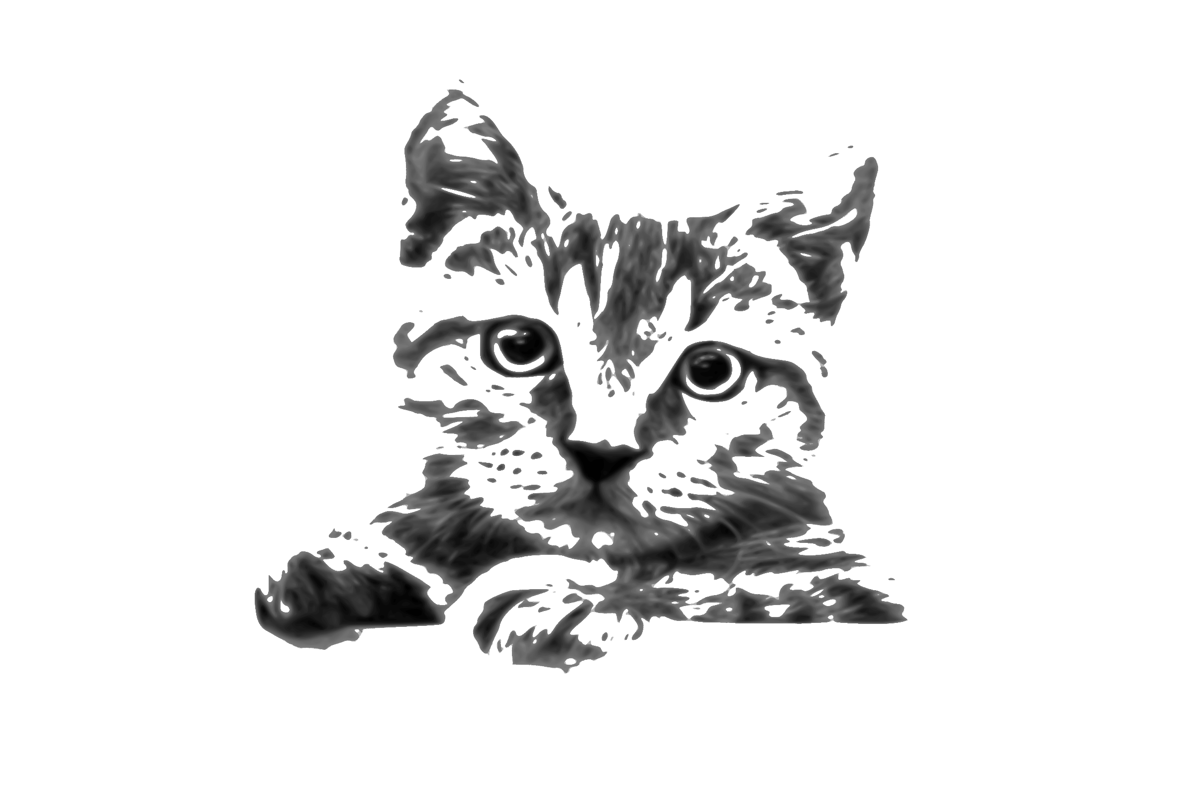 2400x1585 Clipart - Cat Drawing Clipart