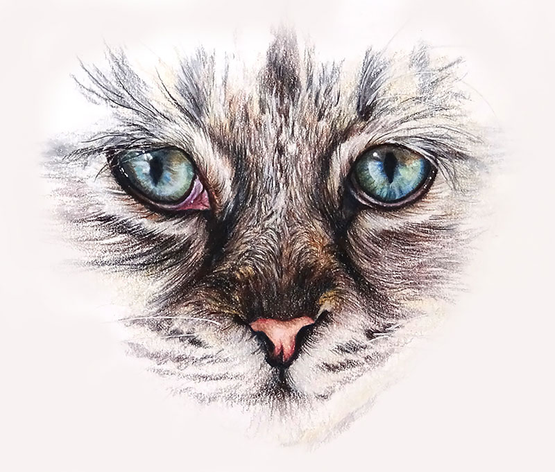 800x681 How To Draw Cat Eyes With Colored Pencils - Cat Drawing Drawing